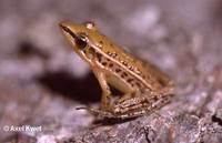 : Rana macrodactyla
