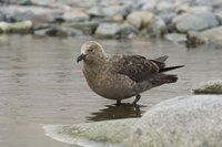 : Catharacta maccormicki; South Polar Skua