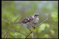 : Nesomimus macdonaldi; Hood Mockingbird