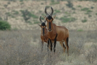 : Alcelaphus buselaphus caama; Red Hartebeest