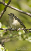 : Vireo cassinii; Cassin's Vireo