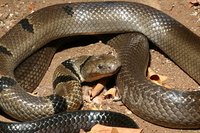 : Boulengerina annulata stormsi; Water Cobra