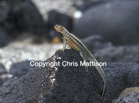 : Microlophus albemarlensis; Lava Lizard