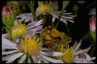 : Ochlodes agricola nemorum; Pacific Skipper