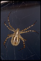 : Argiope trifasciata