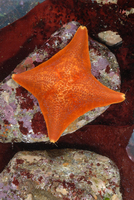 : Patiria miniata; Bat Star