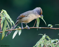 Spectacled Barwing