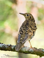 Scaly Ground-Thrush Scientific name - Zootera dauma