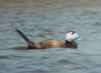 White-headed Duck