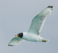 Great Black-headed Gull