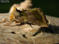 Diachrysia chrysitis Foto/billede af