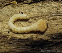 Dicerca alni