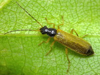 Rhagonycha lignosa