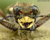 Cicindela sylvicola