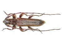 Delagrangeus angustissimus troodi