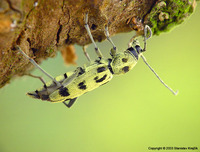 Chlorophorus herbstii