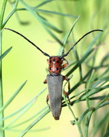 Phytoecia argus