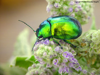 Chrysolina herbacea