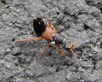 Staphylinus caesareus