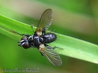 Phania funesta