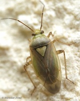 Lygus rugulipennis