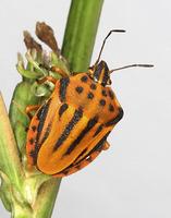 Graphosoma semipunctatum