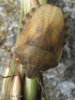 Eurygaster maura