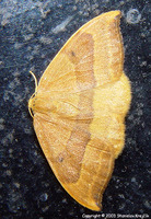 Watsonalla cultraria - Barred Hook-tip