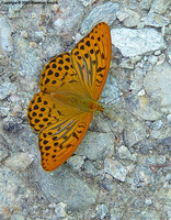 Argynnis paphia - Silver-washed Fritillary