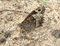 Hipparchia fagi - Woodland Grayling