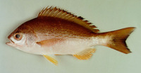 Pinjalo pinjalo, Pinjalo: fisheries