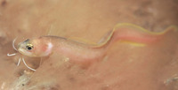 Parophidion vassali, :