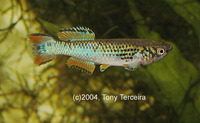Fundulopanchax walkeri, : aquarium
