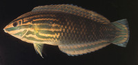 Halichoeres biocellatus, Red-lined wrasse: aquarium