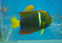 Holacanthus passer, King angelfish: fisheries, aquarium