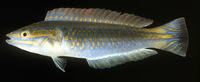 Leptojulis cyanopleura, Shoulder-spot wrasse: fisheries, aquarium