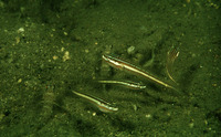Valenciennea immaculata, Red-lined sleeper: aquarium