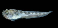 Porichthys analis, Darkedge midshipman: