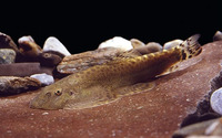 Sinogastromyzon puliensis, :