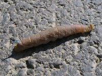 Mimas tiliae - Lime Hawk-moth