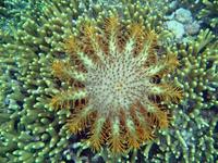 Acanthaster planci