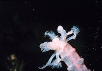 Euapta godeffroyi - Lion's Paw Sea Cucumber