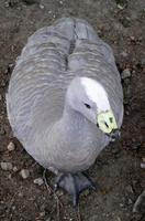 Cereopsis novaehollandiae - Cape Barren Goose