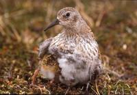 Calidris minutilla - Least Sandpiper