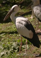 Anastomus oscitans - Asian Openbill