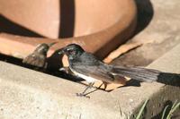 Rhipidura fuliginosa - Grey Fantail