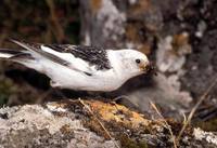 Plectrophenax nivalis - Snow Bunting