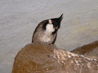 Pycnonotus jocosus - Red-whiskered Bulbul