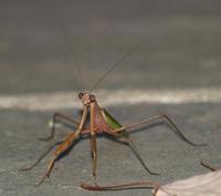 Image of: Tenodera aridifolia (Chinese mantid)