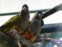 Cyanoliseus patagonus - Burrowing Parakeet